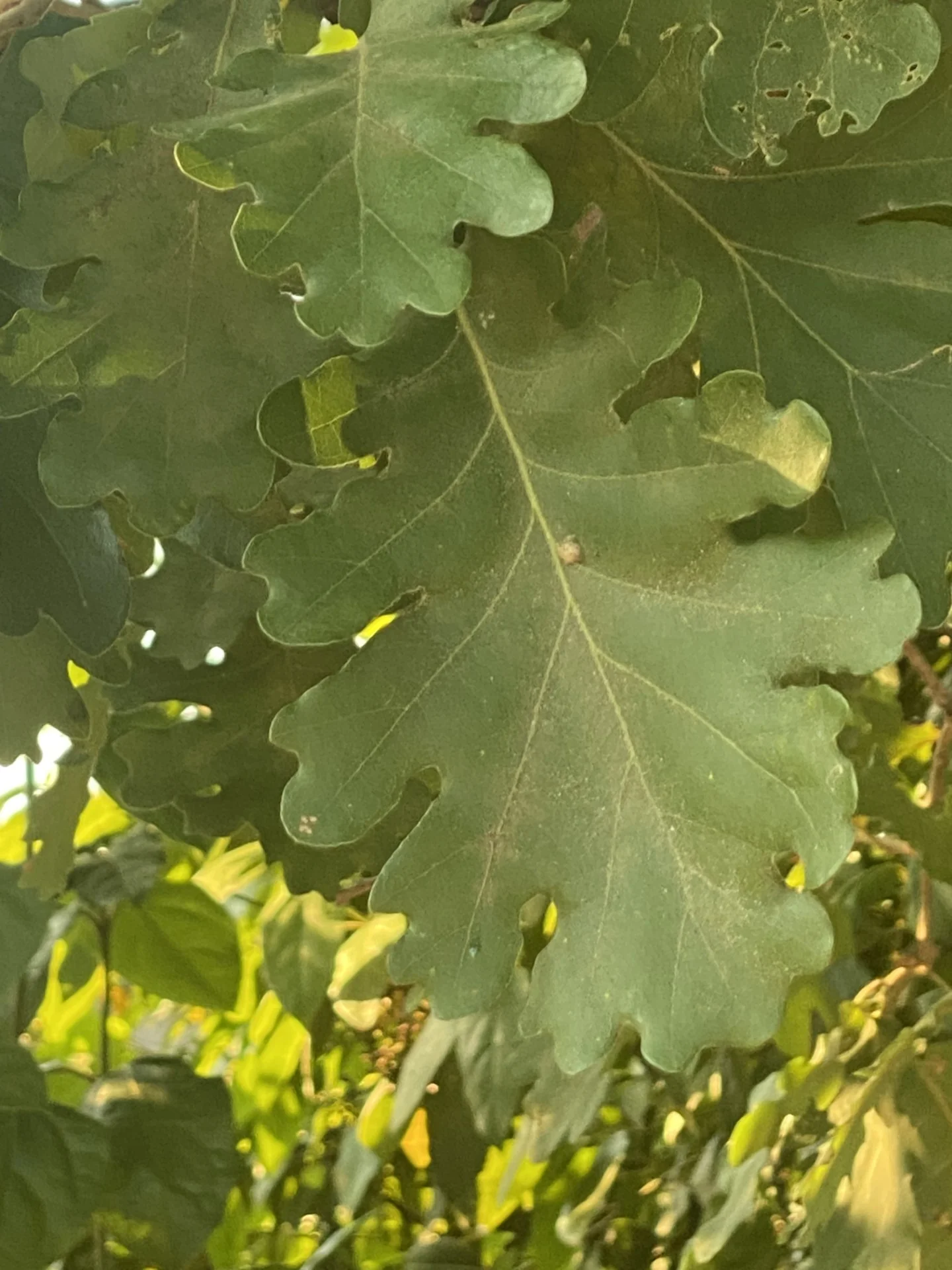 Oak leaves representing growth and resilience